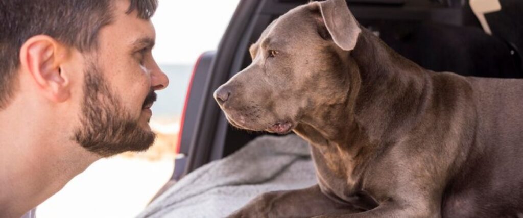 4 Tips To Remove Dog Hair From Car Seat